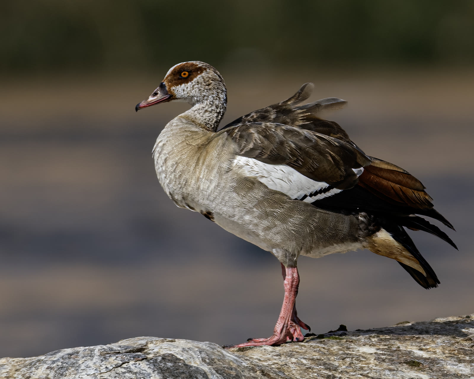 Egyptian goose in Aswan showing its dark eye patch, pink legs and brown body