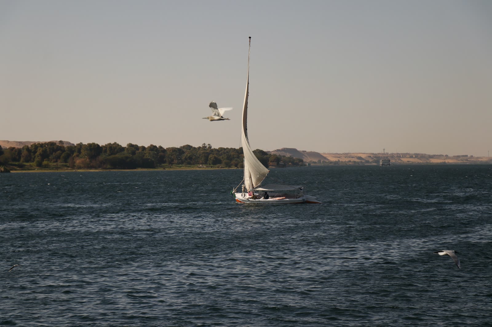 A heron flying over the Nile near Philae with its neck folded and legs trailing