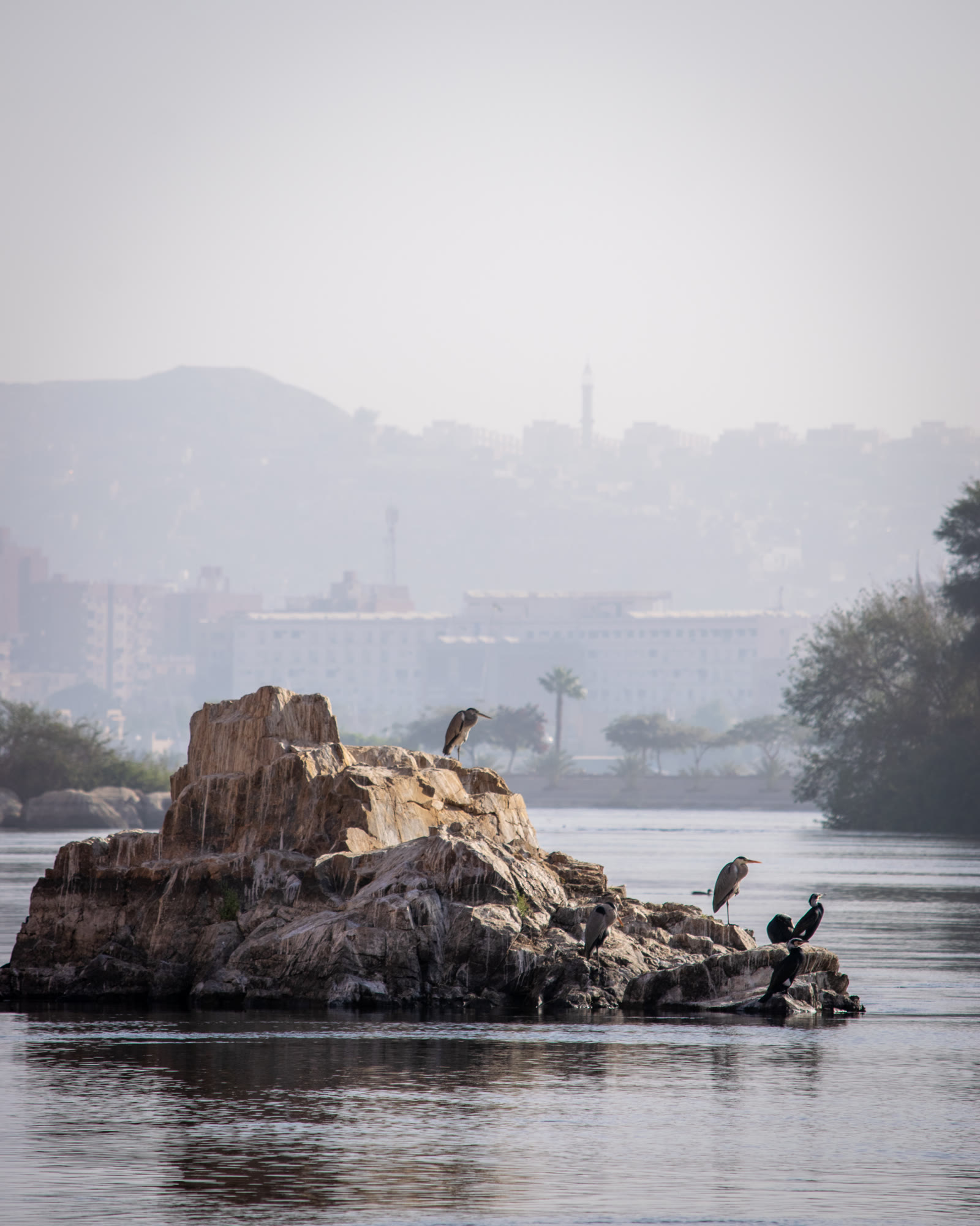 Grey herons and great cormorants standing on a low rocky islet in the Nile at Aswan