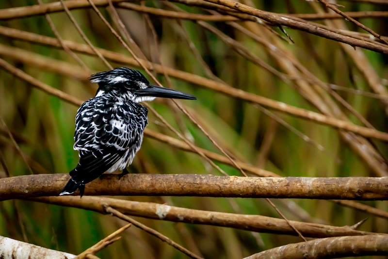 Pied kingfisher perched above the Nile