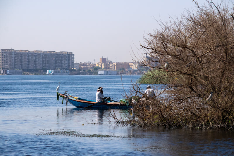 Egrets and herons gathered beside boats on the Nile