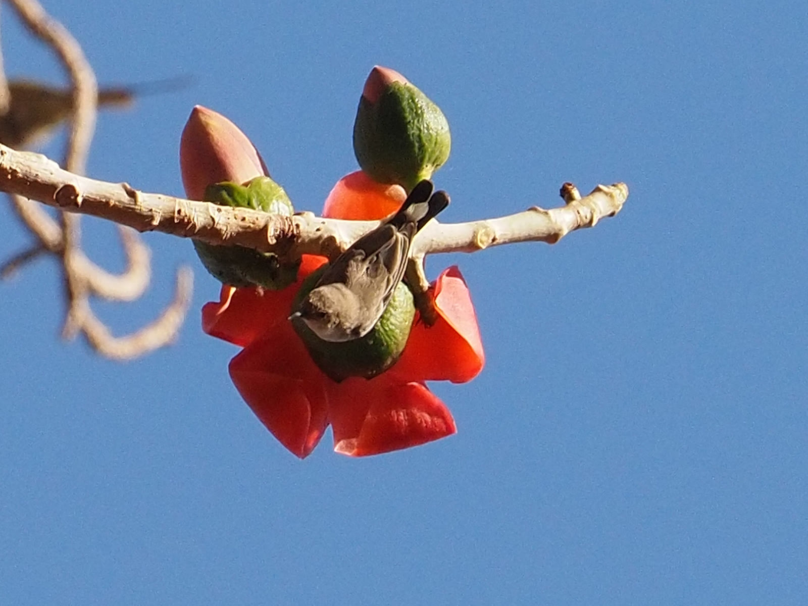 Metallic sunbird perched among fine branches in Egypt
